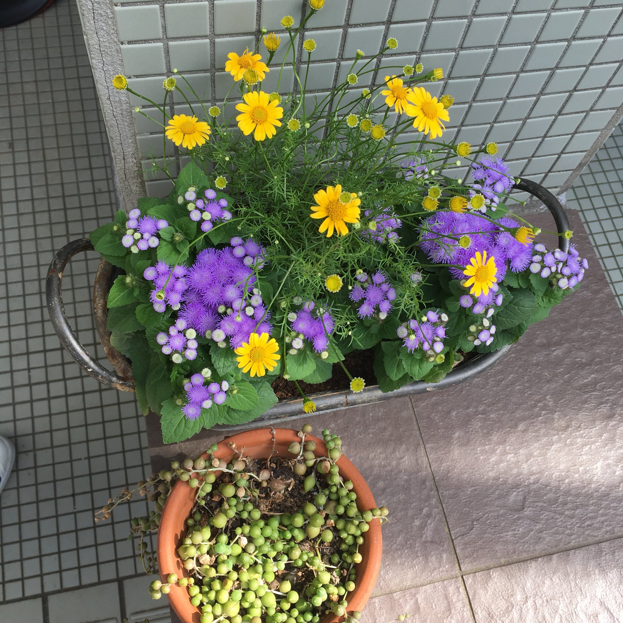 木村春佳 Sur Twitter 寄植え ダーベルグデージーとアゲラタム 近所の花屋さんで T Co Ajegalvrkz Twitter