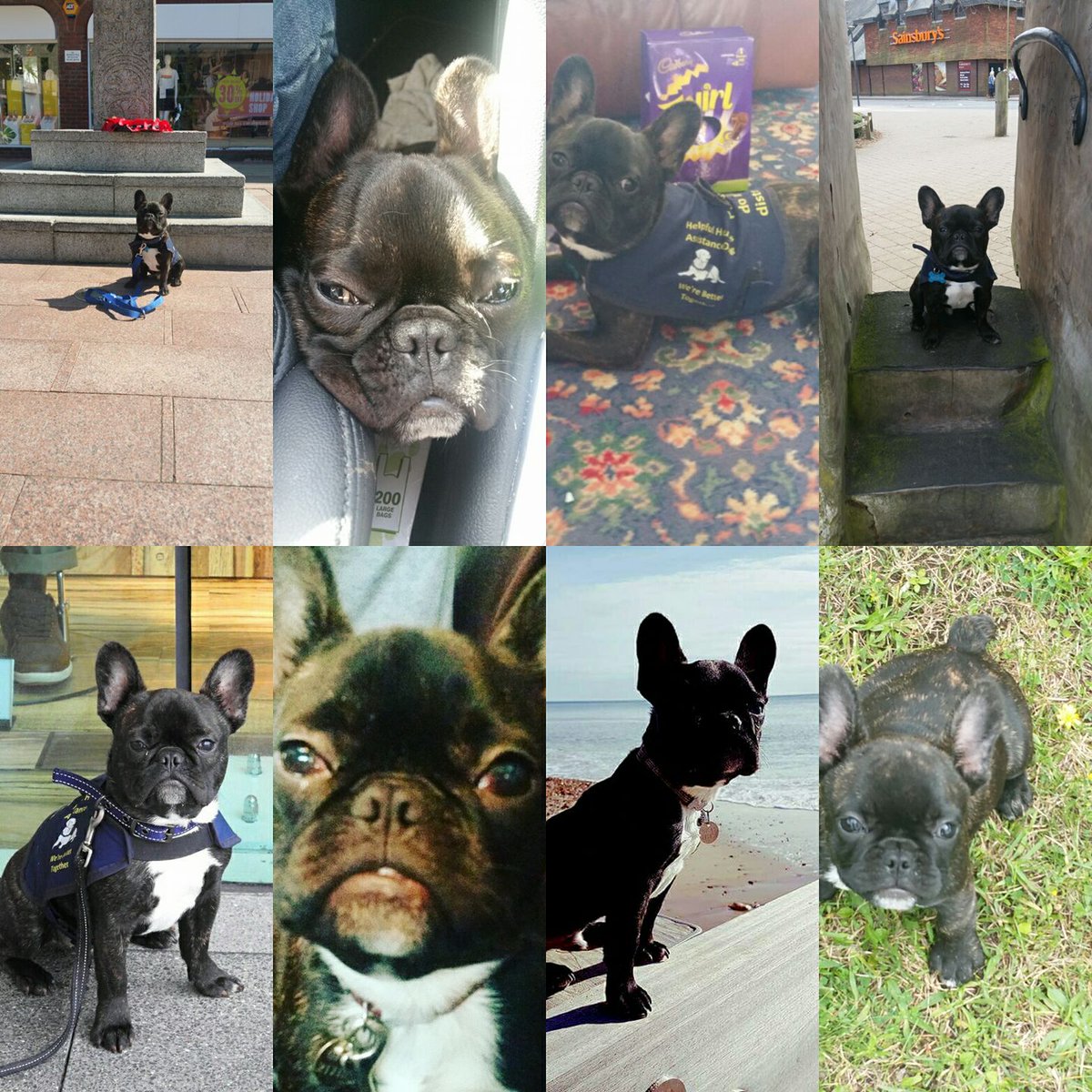 Happy 1st #birthday to one of our demo dogs in training! 

#assistancedogs #ownertrained #dogtraining #dogs #frenchbulldogs #dogtreats #frenchies #supportdogs #autismassistancedogs #autism