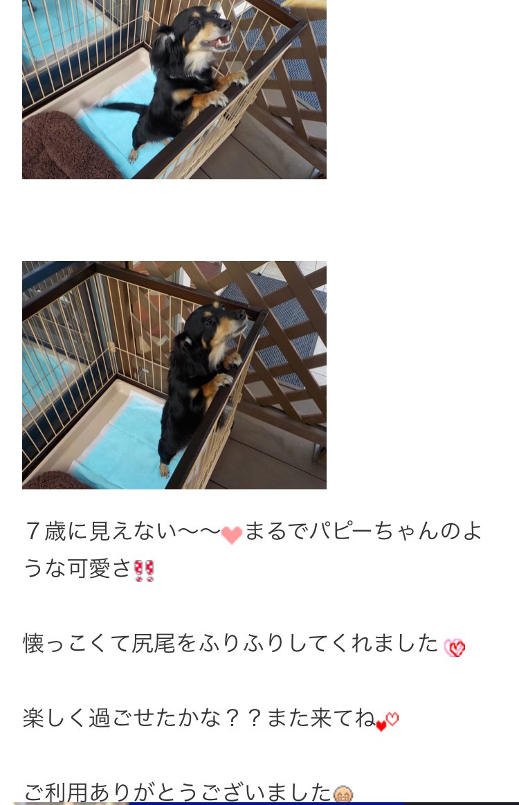 あきたん ちょろい 昨日川越で行ったドッグカフェのブログに載ってたんだけど まるでパピーちゃんのあおたんは永遠のママの赤ちゃん 毛並みがいいんです もう7歳なのに 不老不死ですわ オシャレだし至れり尽くせりなドッグカフェでした ココナツ