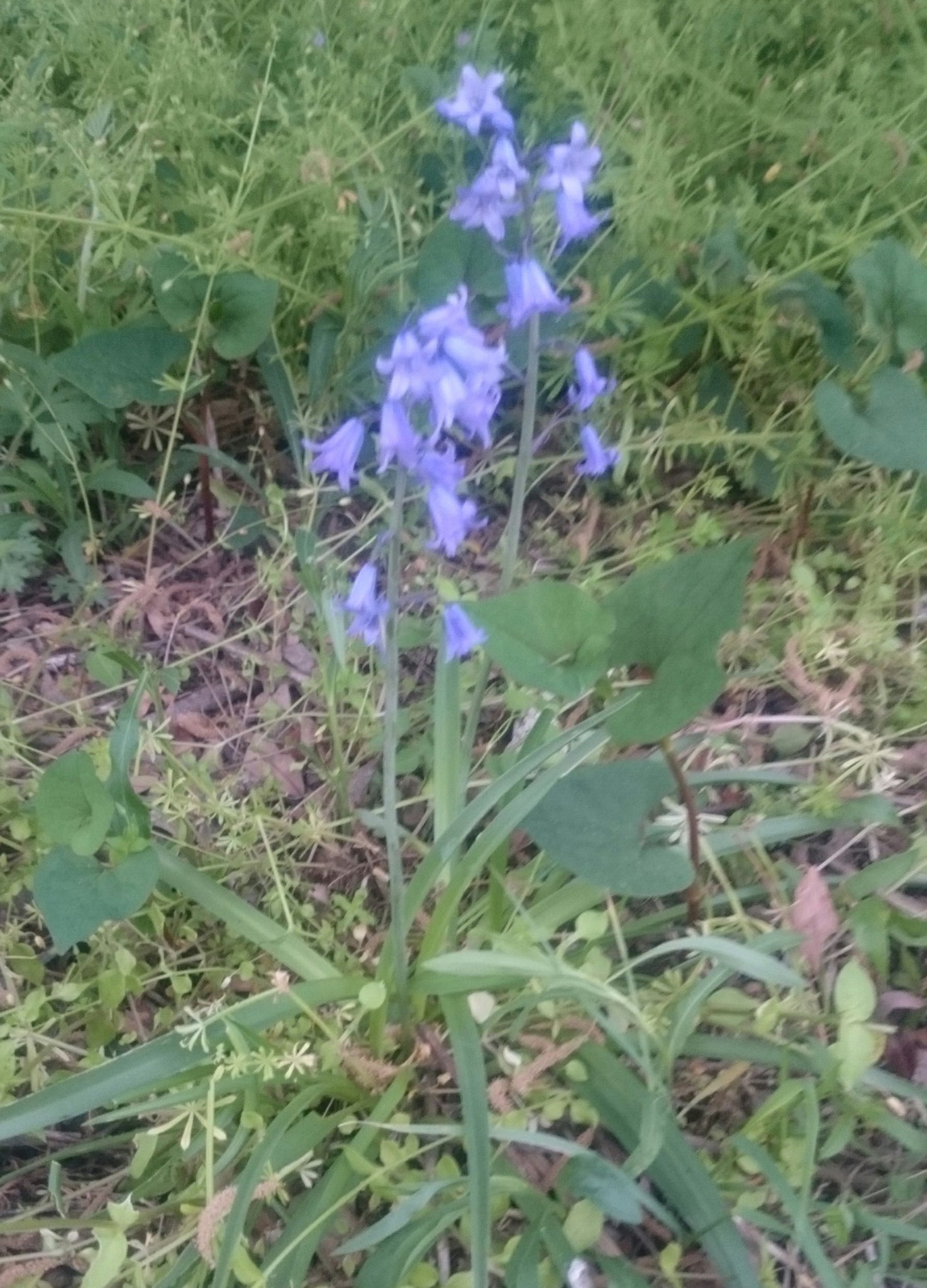 Twitter 上的 カルガモ 庭の雑草刈ってたら紫の花がいくつか咲いててきれいだった 花が咲いてなかったら刈ってたかも 花 雑草 T Co 7glbq1ixrr Twitter