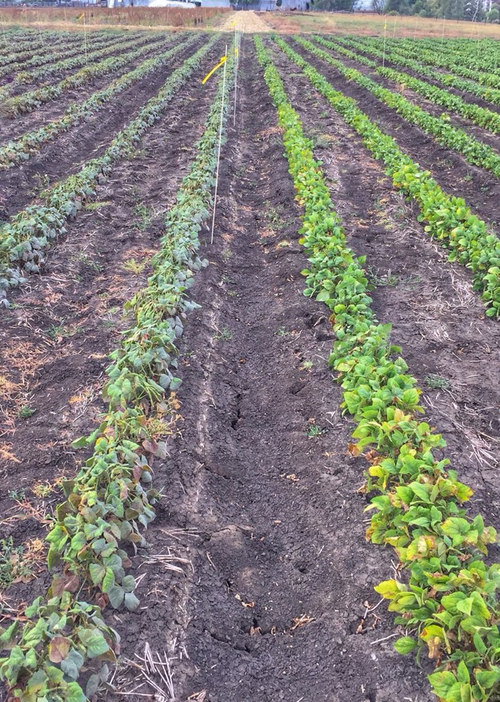 Callan Jaensch tweet media