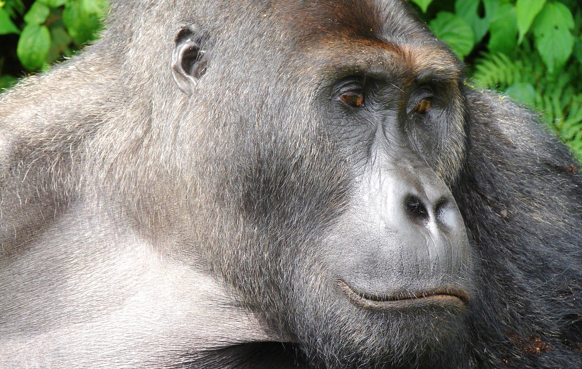 ArcusApes's tweet photo. In the Burhinyi Community Forest of Democratic Republic of the Congo, @WhitleyAwards winner Dominique, founder of the NGO Strong Roots, is working to empower communities and fighting for the survival of DRC's eastern lowland #gorillas. https://t.co/IWfBmhBWni #GreatApes https://t.co/9PnYDU5sLj