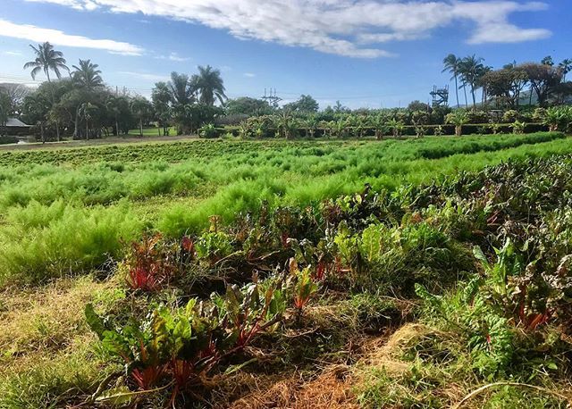 MTPMaui's tweet photo. Fennel and chard almost ready for harvest! @millhousemaui will be excited to get their hands on this 🤗
⠀
#mauitropicalplantation #kumufarms #knowthyfarmer https://t.co/CDkCFEUtsq