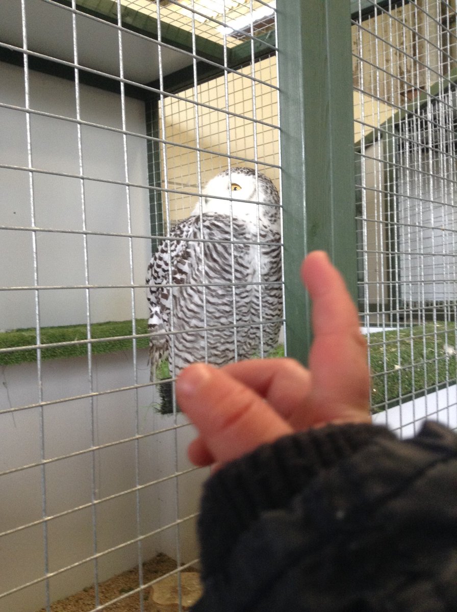 BathSpaNursery's tweet photo. Thanks to West of England Falconry in Newton St Loe for showing the nursery staff and children your beautiful owls yesterday-they had a fabulous time and can't wait to come back and visit #Owls #Nature https://t.co/p7FYStczb0
