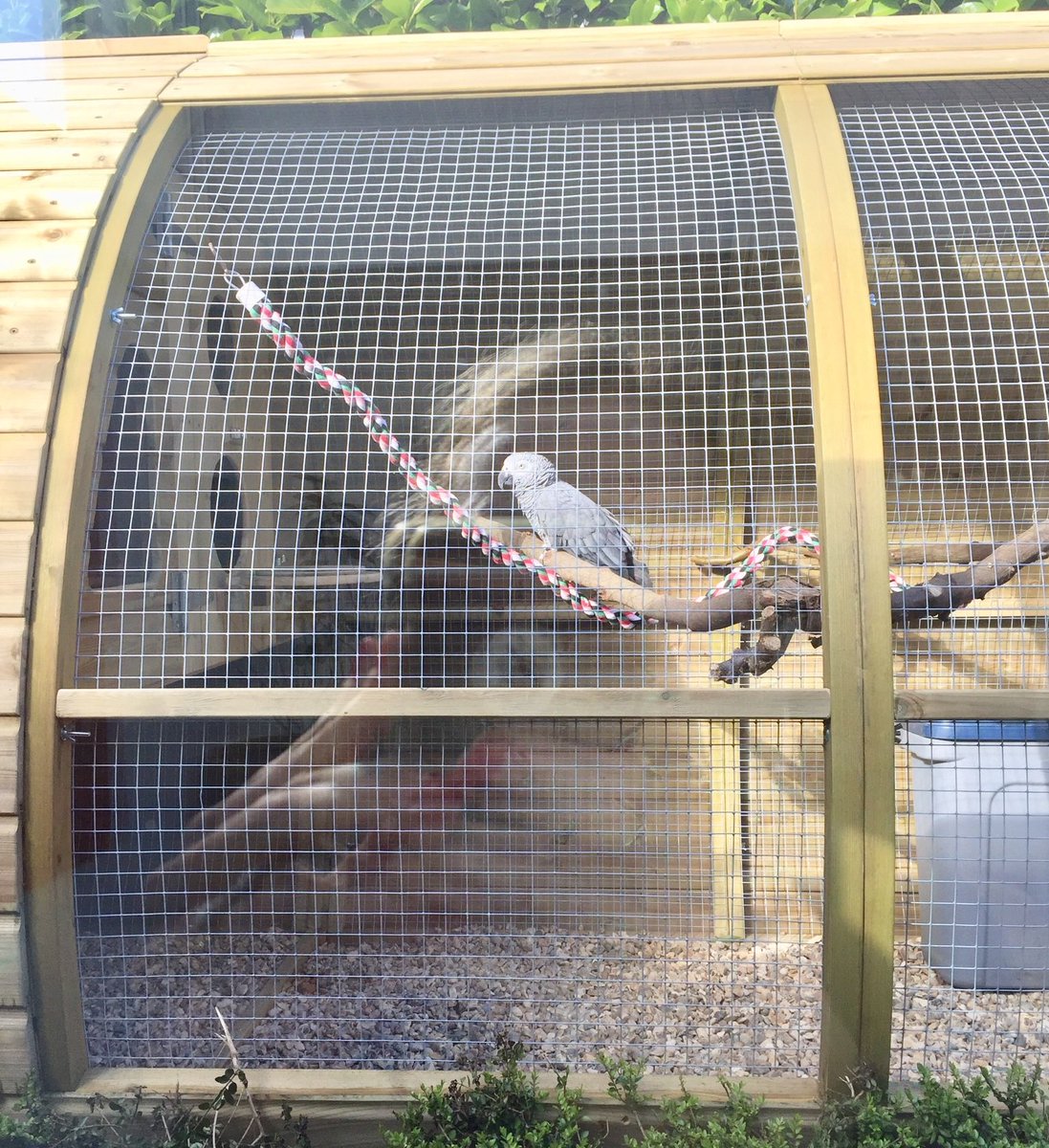 framebow's tweet photo. A very special aviary for a parrot with one leg. Feedback from his owners, "I just wanted to let you know that the parrot is happily settled in his new home. My husband put the aviary together without a hitch. He was amazed at the weight and quality. It looks brilliant!" https://t.co/97tkpmHNGN