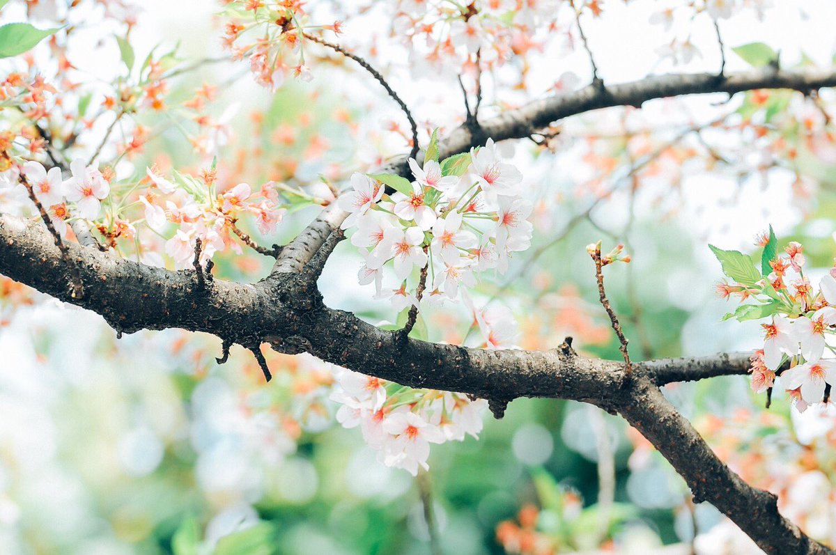 _3rd's tweet image. 今年は春があっという間に終わってしまったなぁ🌸🍃