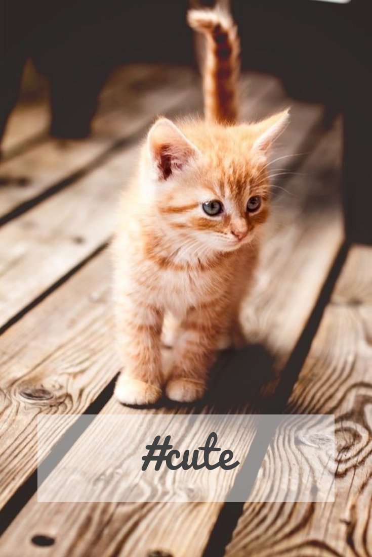 PurrLux's tweet photo. Here is a #cute #cat for you all to enjoy! 🐾😻🐾 https://t.co/IPW18LhgRK