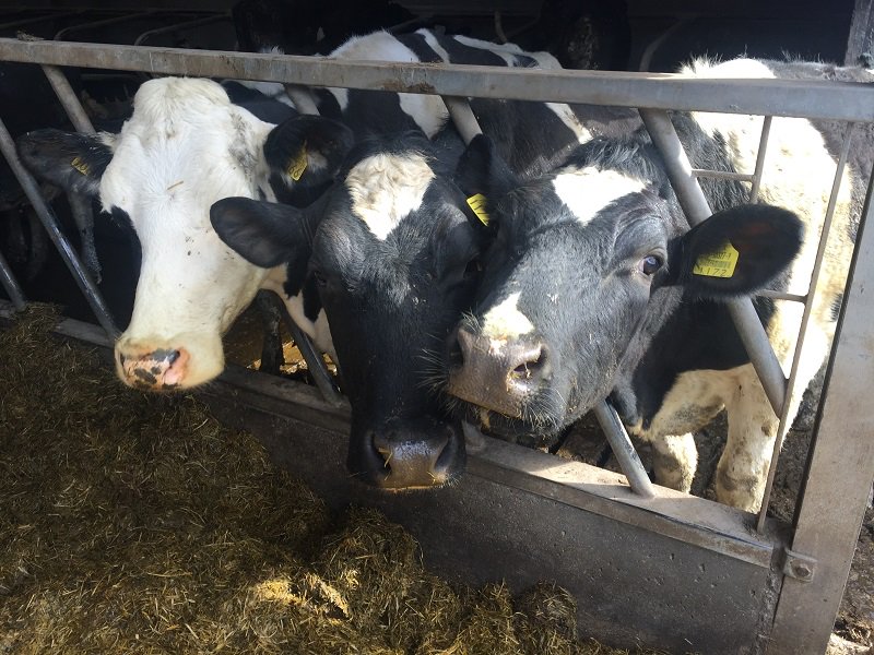 FinbarrONeills's tweet photo. Make the first moooove to getting the worlds greatest farm roadway! Check out our latest blog at : https://t.co/ToCWP6zbU9🐄🐄 https://t.co/UWBgB8MuFZ