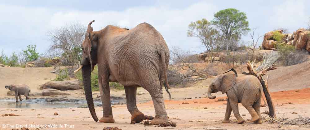 SheldrickTrust's tweet photo. #Elephants feel like us &amp; grieve like us. They have no natural predators except humans. We can change this. Donate today to help our field teams prevent poaching &amp; human wildlife conflict: https://t.co/nvnlWFVCMv https://t.co/wABJ4ttYLn
