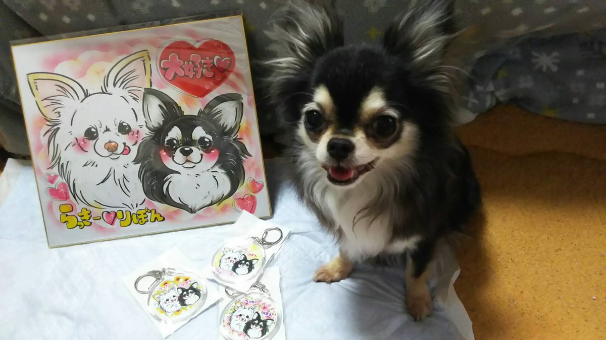りぼんです うちの愛犬らっきーが亡くなったので絵を描いてもらいました 凄く可愛い 上手く描いてくれました 笑 親バカですが凄く可愛い チワワ小さいけど可愛い 似顔絵工房きすけンち チワワ世界一小さくて可愛い