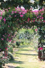 FrancescaCalca4's tweet photo. Reflections about #roses at Castello delle Rose di Cordovado Pordenone #Fruili-Venezia Giulia #Italy https://t.co/Xm4DCocFvY https://t.co/7gUfByqUJw