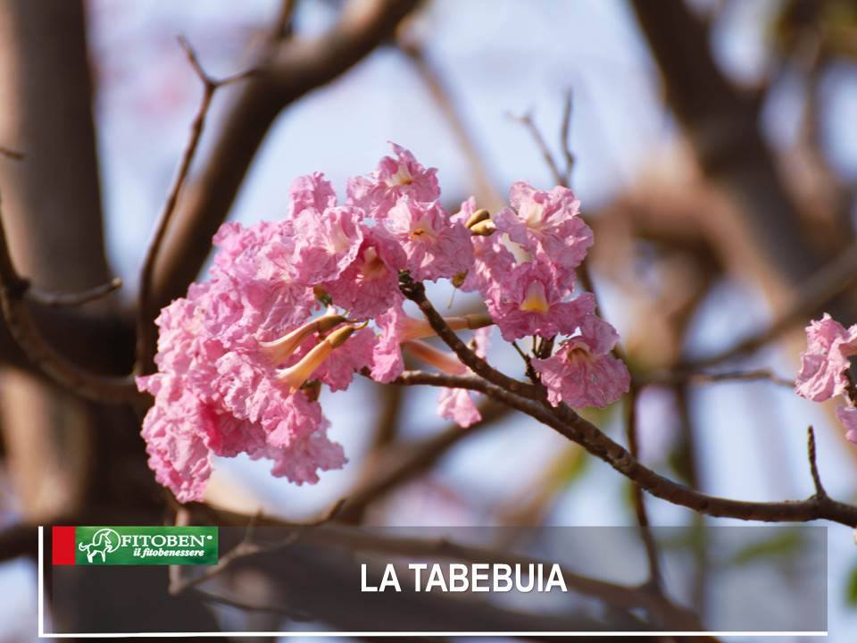 FitobenSrl's tweet photo. La #Tabebuia o #Paudarco o #Lapacho, è usata da migliaia di anni in #sudamerica e dagli #Incas che la ritenevano miracolosa. Stimola il sistema immunitario,ottima x contrastare infezioni, batteri, virus e funghi-> https://t.co/6griEXTepP
#fitoterapia #rimedinaturali #fitoben https://t.co/jm1TISDvu2