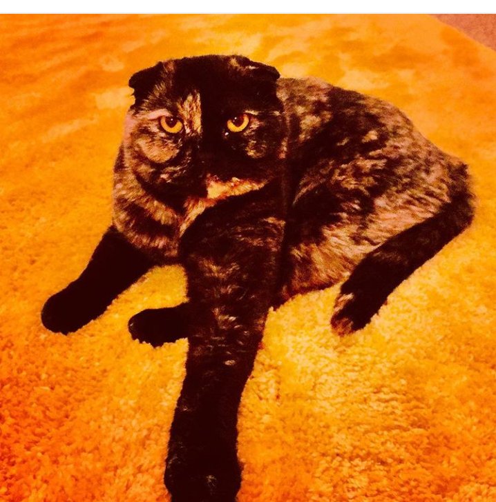 Java_Jessika's tweet image. Yellow Carpet (Feat. Grumpy mole owl).  #catsoftwitter #scottishfold
