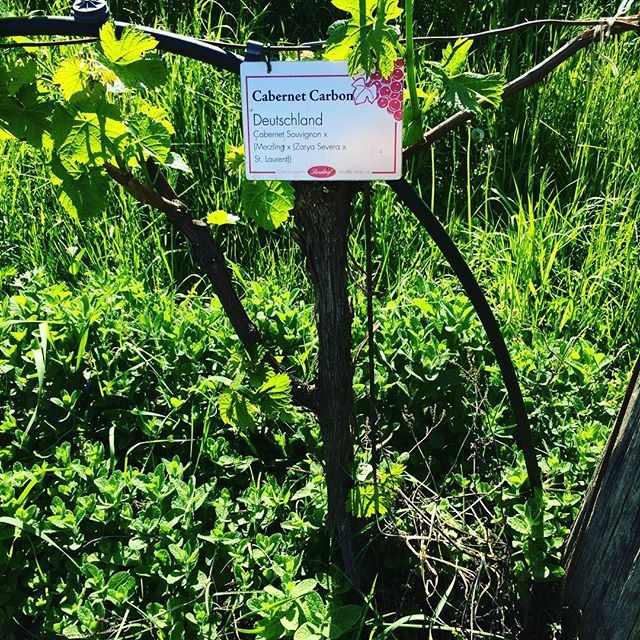 winemakeracadem's tweet photo. You never see the #Cabernet carbon? It's the new variety from 150 years of crossings of vines. The result is plant resistant to diseases (peronospera oidio filossera). In this way the grape is not necessary any pesticide and chemical product! The wine is… https://t.co/CjS8OPfd7M https://t.co/34fBmQk40u