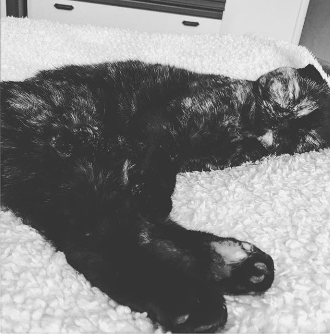 Java_Jessika's tweet image. Look! A rare sleeping croissant 😻 #CatsOfTwitter  #scottishfold #cats