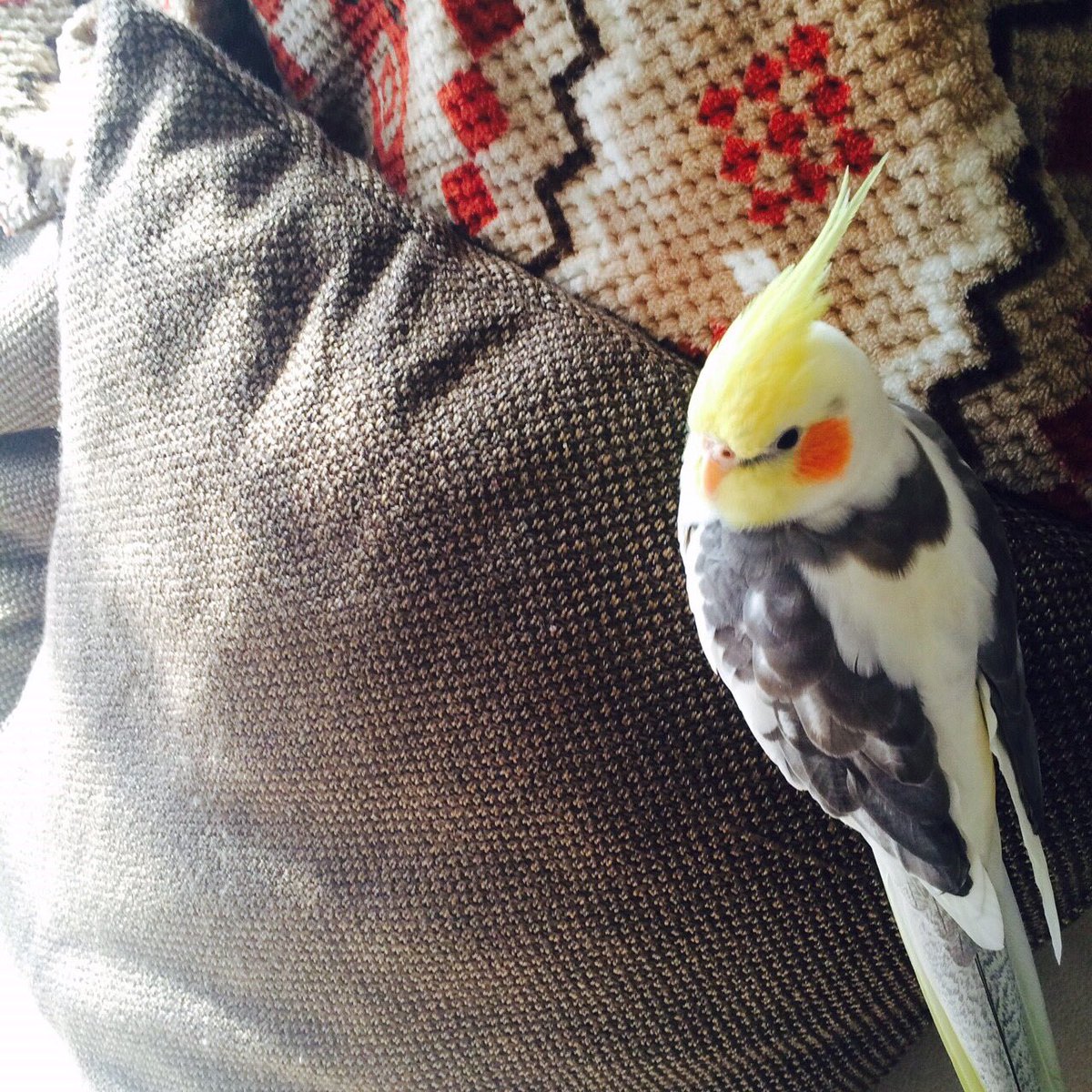 Wecyomomo23's tweet photo. ももを迷子にして今日で2年が経ちました…
後悔しかありません…

毎日迷子ちゃんのtweetを見かけます…
一日でも迷子ちゃんのtweetがなくなりますように。
一日でも多く迷子ちゃんがお家に帰れますように。

ももありがとう💕もも大好き💕

前を向いて行こうと思います https://t.co/gYBftZRcBe