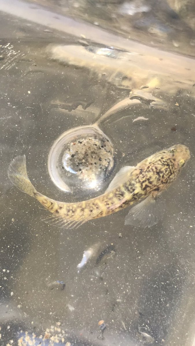 McCannEcology's tweet image. Is this a naked goby? (From New York Harbor restored oysters) #fishID #whatfishisthis