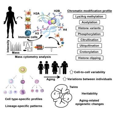 mmw_lmw's tweet photo. #Immunity and #Aging | #EpiTOF | Assessing #LineageSpecific #ChromatinModification in Immune Cells at the #SingleCell level | Alex Kuo @StanfordMed @CellCellPress https://t.co/rlwSF3IbPV https://t.co/tsW8CvLHzJ