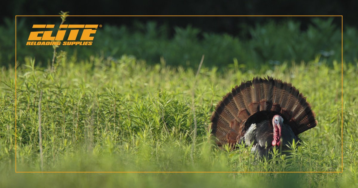 EliteReloading's tweet image. It’s turkey season! Did you bag one yet? Comment below and let us know!