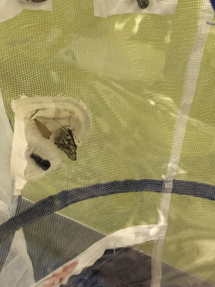 holly35c's tweet photo. First butterfly of this year!! Love our second grade science unit!#MontourProud https://t.co/82DjkEo3RK