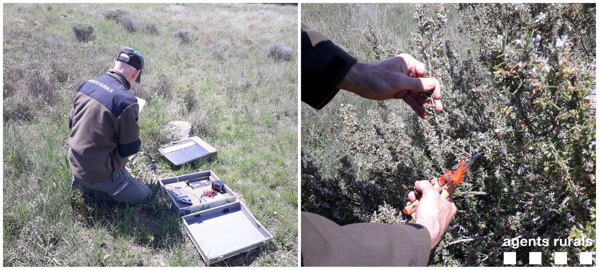 #AgentsRurals prenen dades de temperatura, humitat del sòl i  mostres de vegetació viva a parcel·la de #Camarasa #Noguera
Serveixen al Servei Prevenció #IncendisForestals <a href="/agriculturacat/">Agricultura</a> per elaborar mapa de #riscdincendi forestals i estimar la combustibilitat de massa forestal