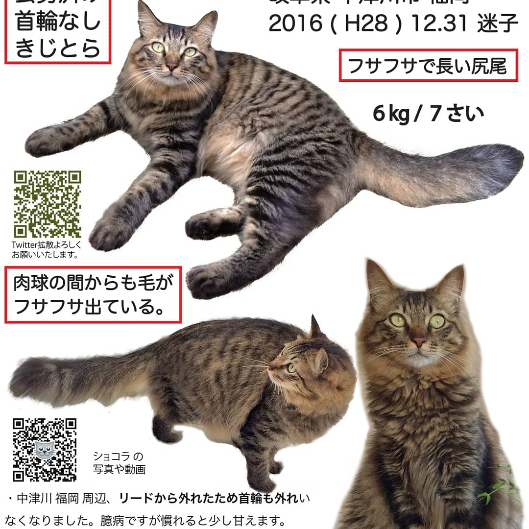 きじとら長毛 雄猫 ショコラを探しています Twitterren 愛猫 ショコラを探しています 去勢済 雄 7才 動物病院 長毛猫 拡散希望 迷子猫 迷い猫 保護猫 猫好き キジトラ きじとら 中津川 岐阜県 三重県 恵那市 動物病院 譲渡会 里親急募 拡散rt