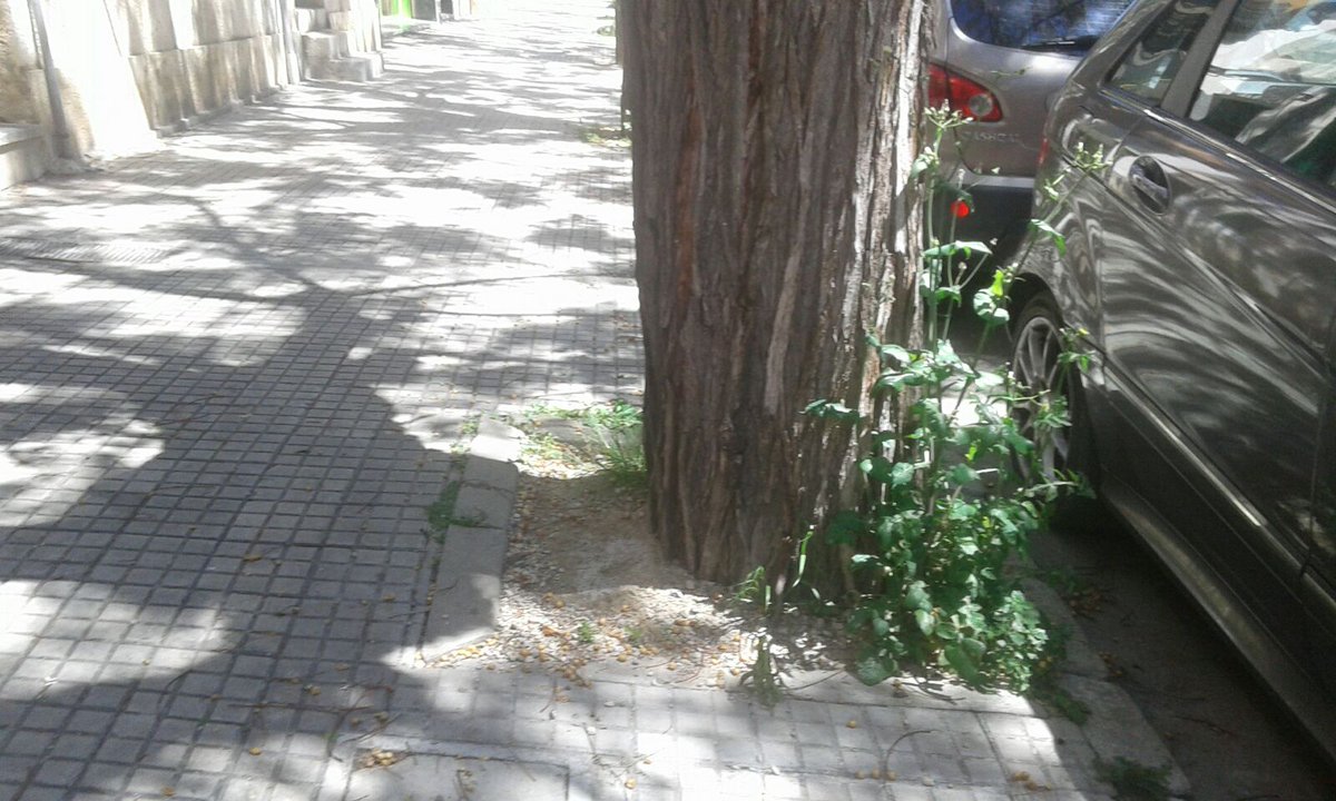 Populars Inca tweet media