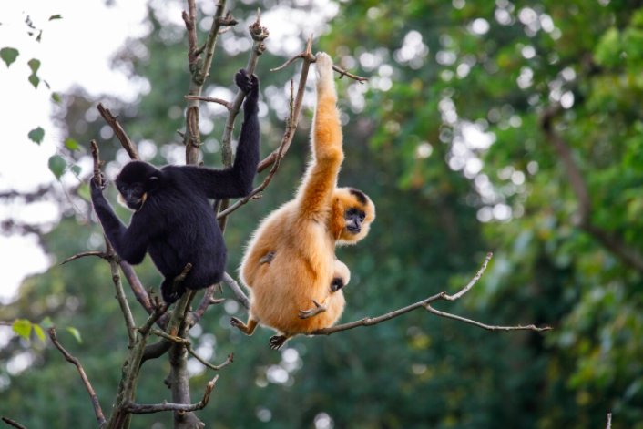 thetiremonster's tweet photo. What's my #WednesdayMotivation? #Rubber plantations are rapidly replacing #rainforests in Southeast Asia. These plantations destroy crucial wildlife habitats for gibbons and other endangered species. We must protect #Gibbon homes. @IUCN_Gibbon @COREBorneo @GibbonCenter https://t.co/4yuMS7Ib3A