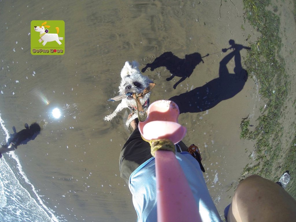 GoProCharlie1's tweet photo. GoPro Charlie! GoPro ChuckIt Cam! #coconutcam #goprodogs #goprocharlie #dogcelebration #landofdogs #dogsoftwitter #chuckit #chuckitfetchgames #sfbayarea #bayareadogs #bayareadogvideos #goprodogtoycam #GoPro https://t.co/idUMT2NKUM