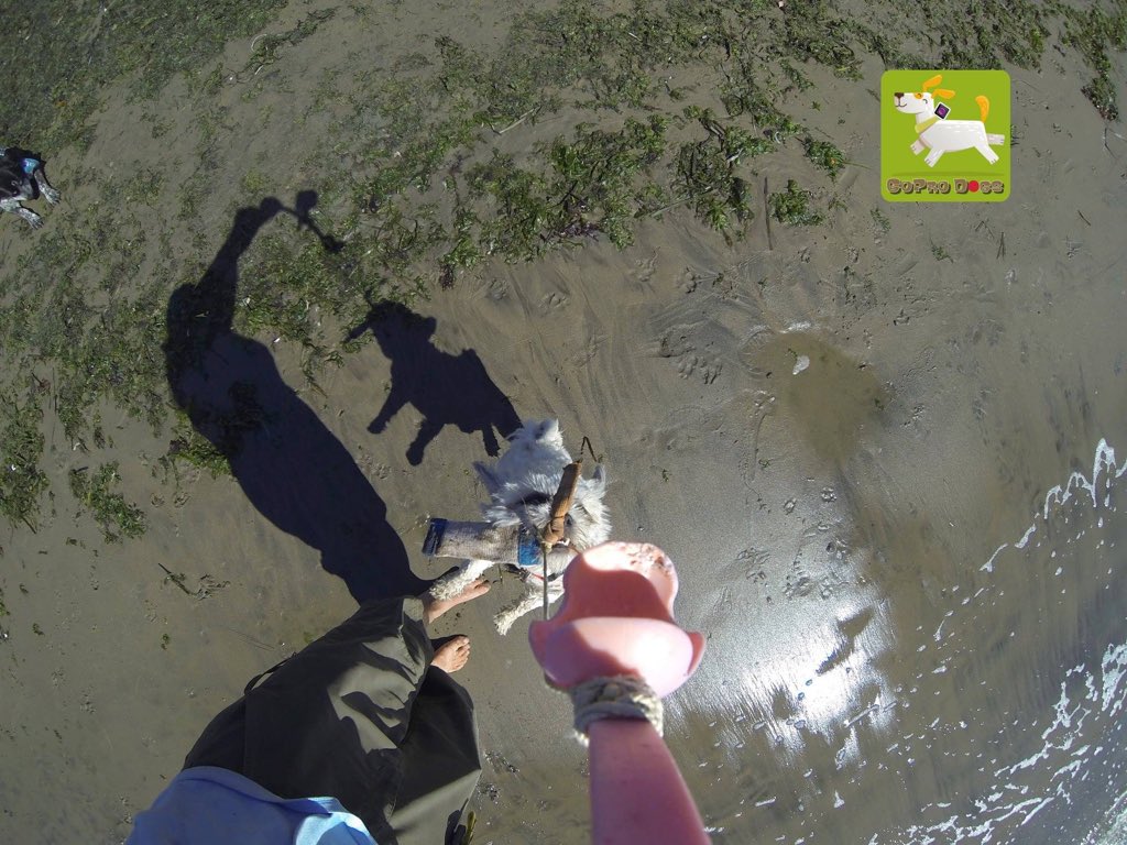 GoProCharlie1's tweet photo. GoPro Charlie! GoPro ChuckIt Cam! #coconutcam #goprodogs #goprocharlie #dogcelebration #landofdogs #dogsoftwitter #chuckit #chuckitfetchgames #sfbayarea #bayareadogs #bayareadogvideos #goprodogtoycam #GoPro https://t.co/idUMT2NKUM