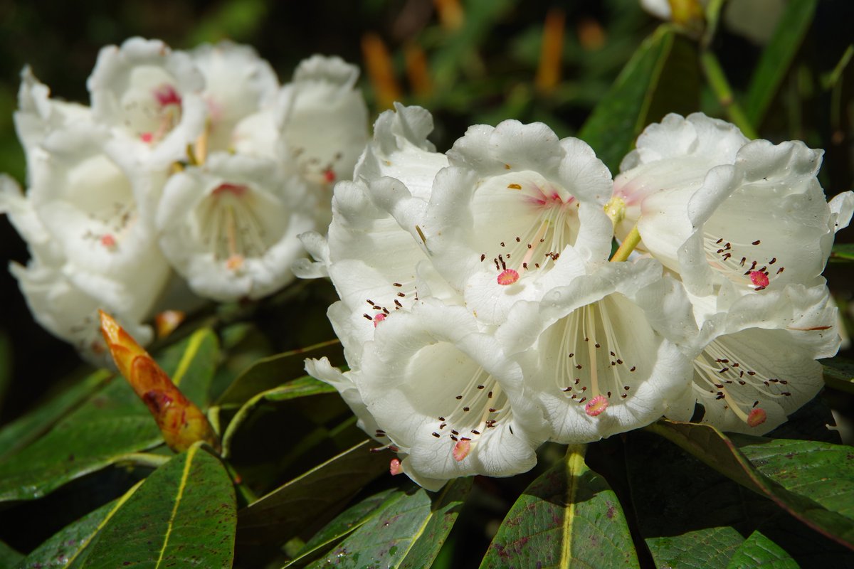 Rododendru Audzētava