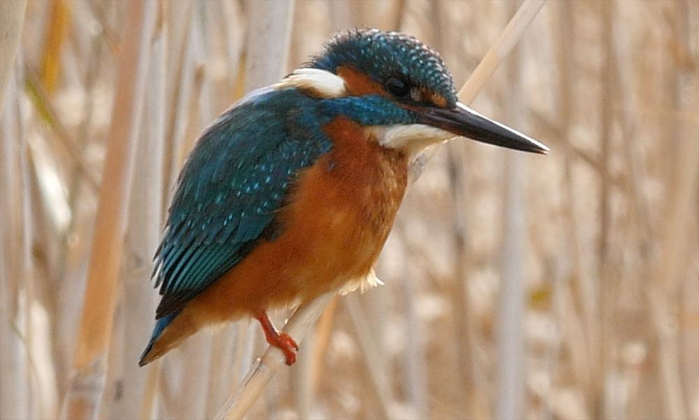 Int. Bird Collection tweet media