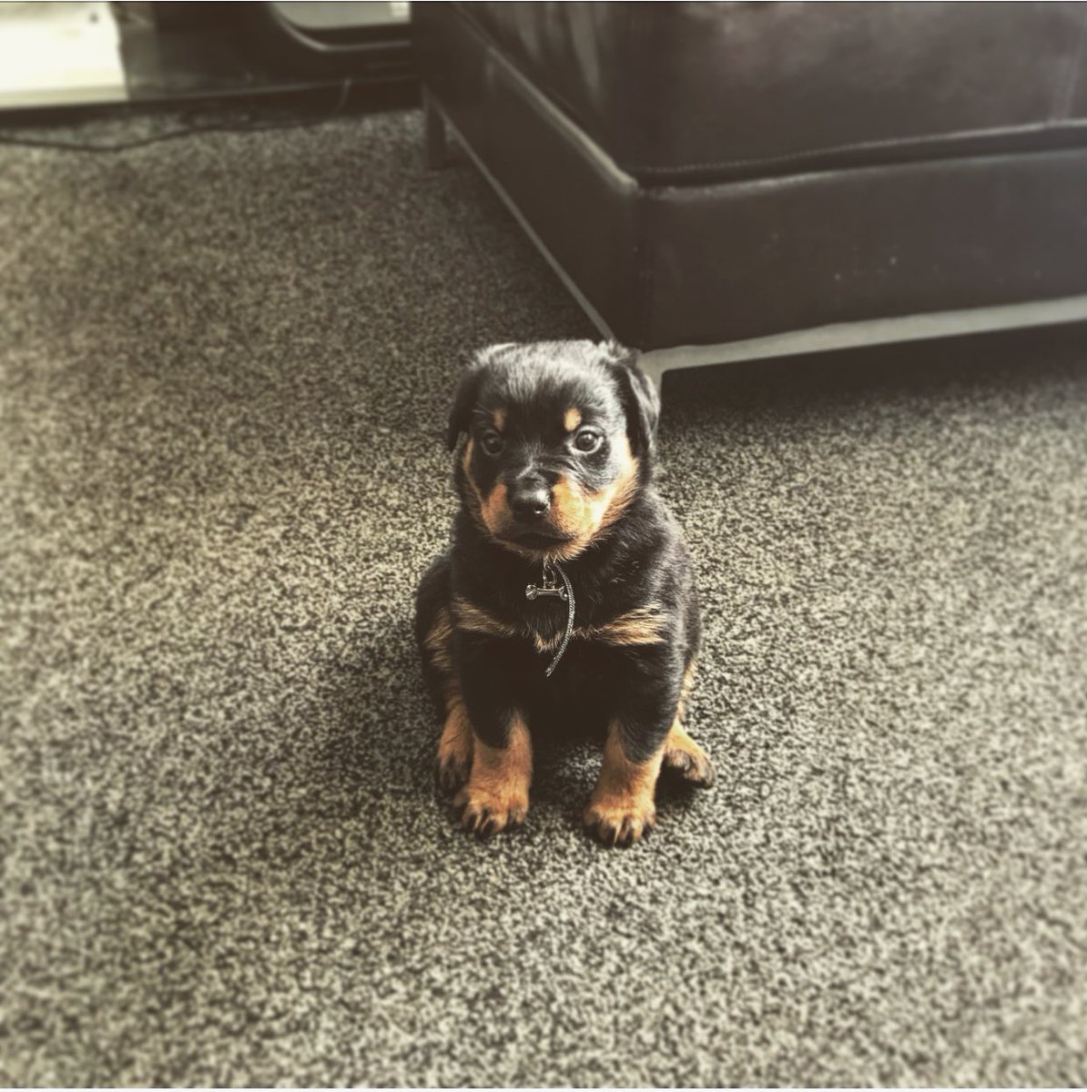 aaronmortonn's tweet photo. Good boy https://t.co/rnLfebnWs3