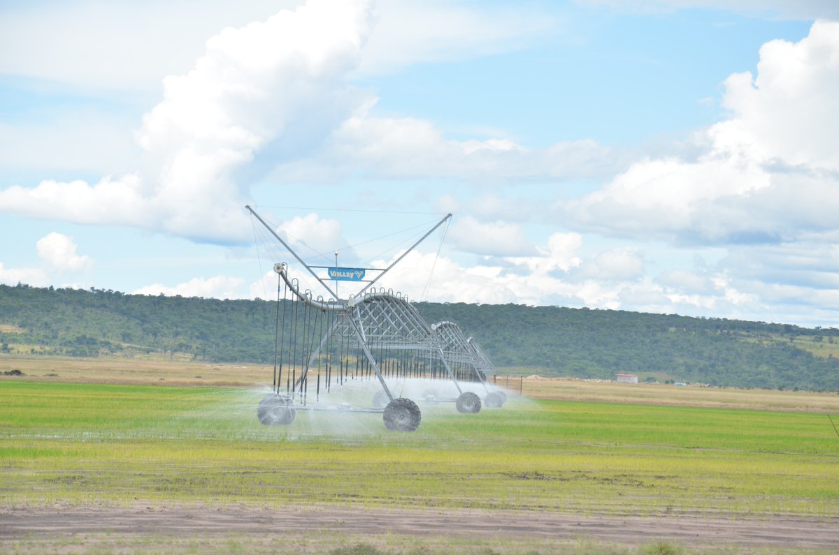 Nos próximos cinco anos a #Fazangola pretende cultivar em Longa 25 mil hectares de #arroz,#soja e milho,#batatas e feijão manteiga. Na Fazangola o nosso objectivo é contribuir para a #diversificação da economia nacional.