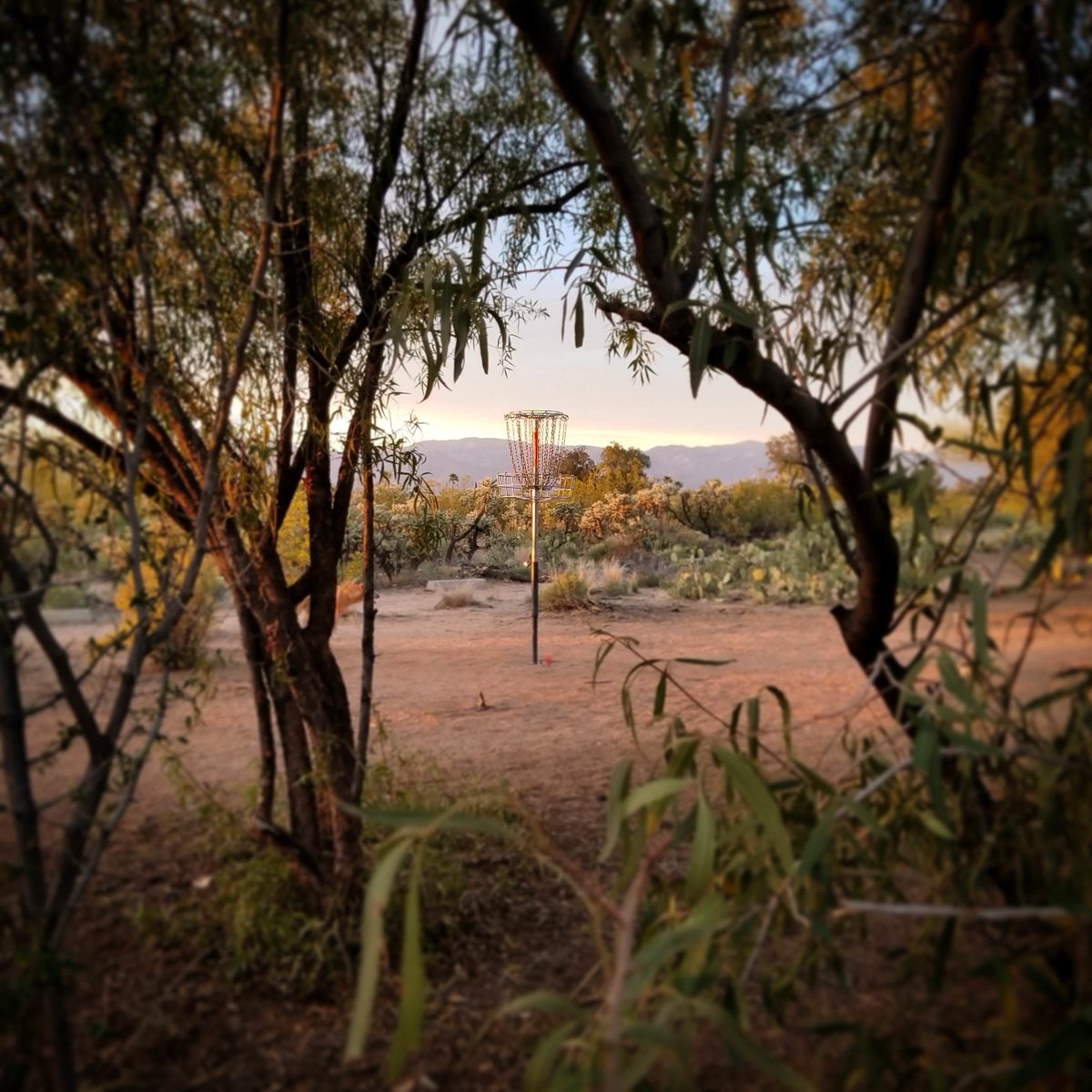 Upper Park Disc Golf tweet media