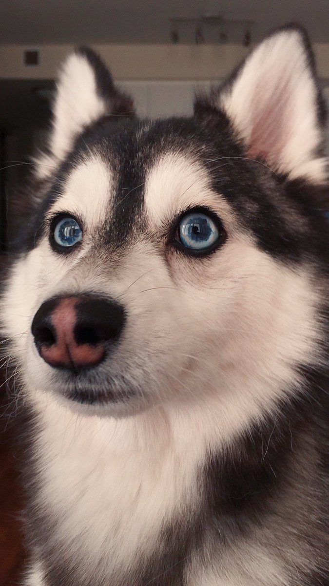 kaiserthepomsky's tweet photo. Doing my best #bluesteel face 😘💋 https://t.co/BEysveAiUH
