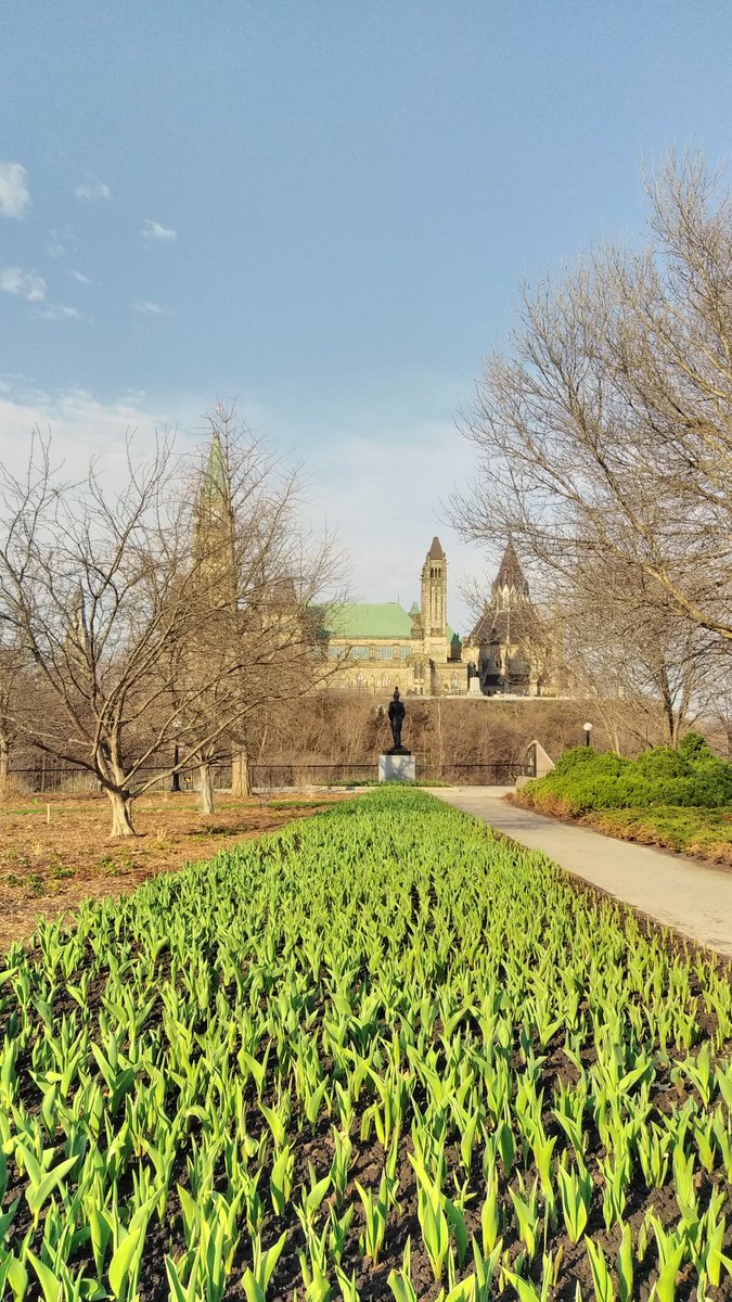 1MillionTulips's tweet photo. One Million Tulips.  Ottawa Tulip Morning Preview #Tulips Canadian Tulip Festival #May 11th - 21st 2018 Major's Hill Park.  Tulips are Sprouting.  Hot day at +16  #FloralShow #TulipsInCanada #tulipsinholland #TulipParade https://t.co/n3GN6Y1pK9