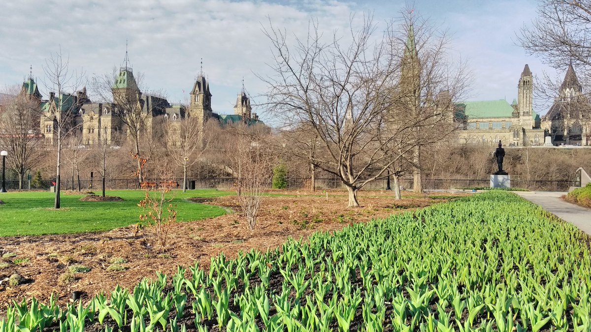 1MillionTulips's tweet photo. One Million Tulips.  Ottawa Tulip Morning Preview #Tulips Canadian Tulip Festival #May 11th - 21st 2018 Major's Hill Park.  Tulips are Sprouting.  Hot day at +16  #FloralShow #TulipsInCanada #tulipsinholland #TulipParade https://t.co/n3GN6Y1pK9