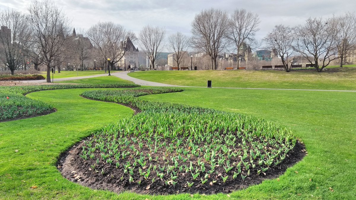 1MillionTulips's tweet photo. One Million Tulips.  Ottawa Tulip Morning Preview #Tulips Canadian Tulip Festival #May 11th - 21st 2018 Major's Hill Park.  Tulips are Sprouting.  Hot day at +16  #FloralShow #TulipsInCanada #tulipsinholland #TulipParade https://t.co/n3GN6Y1pK9