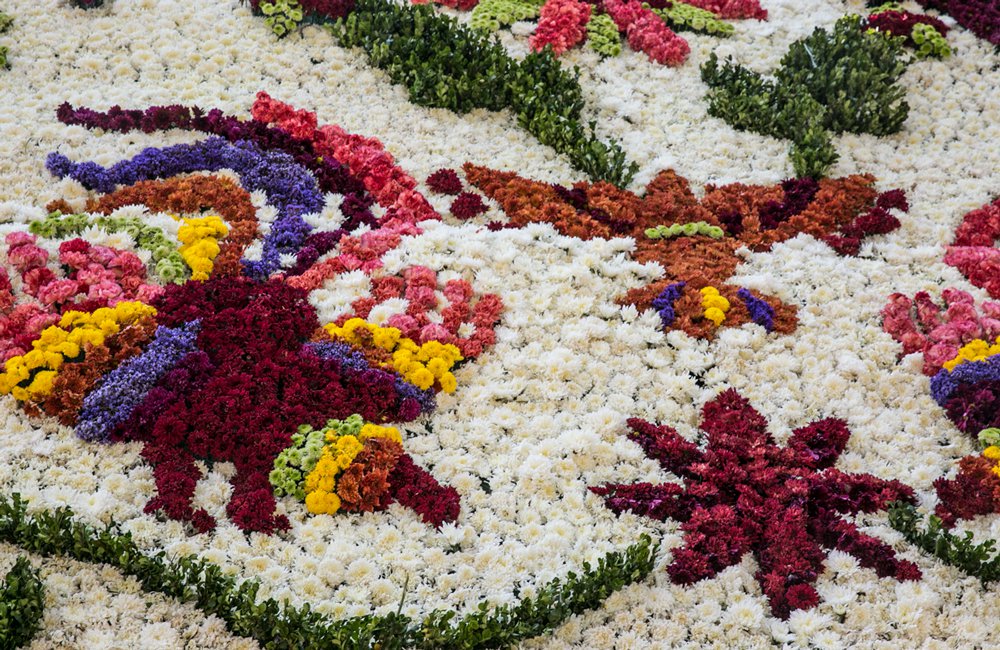 EnCiudadMexico's tweet photo. Masaryk está llena de flores y tienes que verlo https://t.co/RMJAaoZOLY https://t.co/kVmMWhhA02