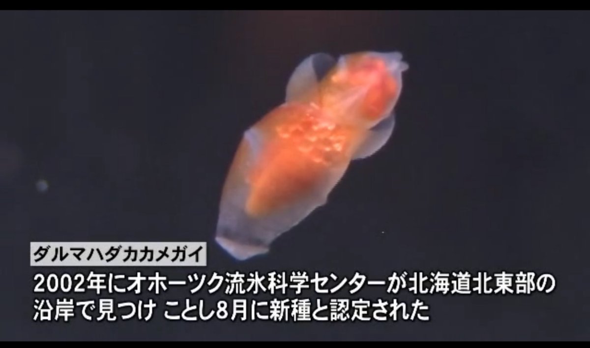 新種クリオネ Twitter પર હ શટ ગ