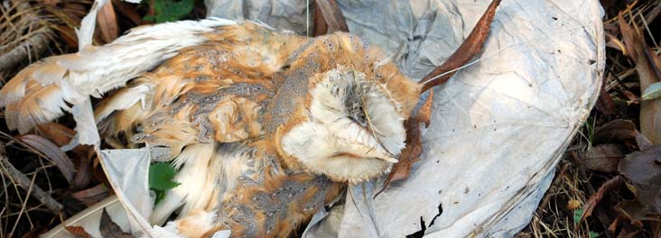 SeaChampsSW's tweet photo. Nearly 20 000 people so far want legislation to ban balloon/sky lantern releases. Add your name here https://t.co/KcegSyJMVa &amp; check out @mcsuk @Bantheballoon @RSPCA_official (whose picture this is) campaigning locally against releases and offering alternatives https://t.co/4Frs8sMT3r
