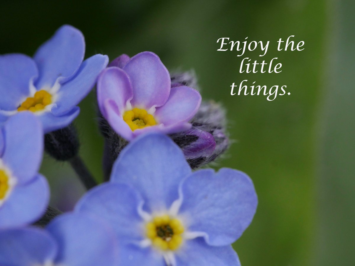 Whats your favourite spring flower? #enjoythelittlethings #forgetmenot
