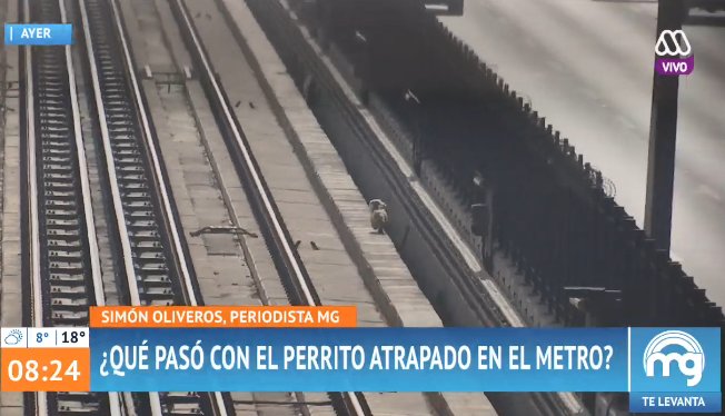 MuchoGustoMEGA's tweet photo. ¿Qué pasó con el perrito atrapado en el @metrodesantiago? @simonoliveros entrega los últimos antecedentes en el #MuchoGusto https://t.co/DUaBPy1oMz