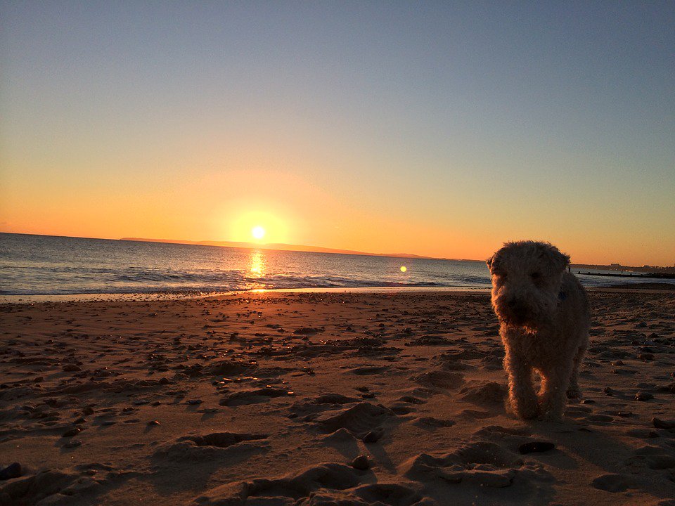 TheHolidayCots's tweet photo. Pets are welcome by arrangement at Chesil Beach Cottage, so you can enjoy walks along the beach with your dog this summer.
https://t.co/1X0VRzUBTr
#Chiswell #Portland #Weymouth #Dorset #Seaside #Coastal #SelfCatering https://t.co/oA5U2ad5ca