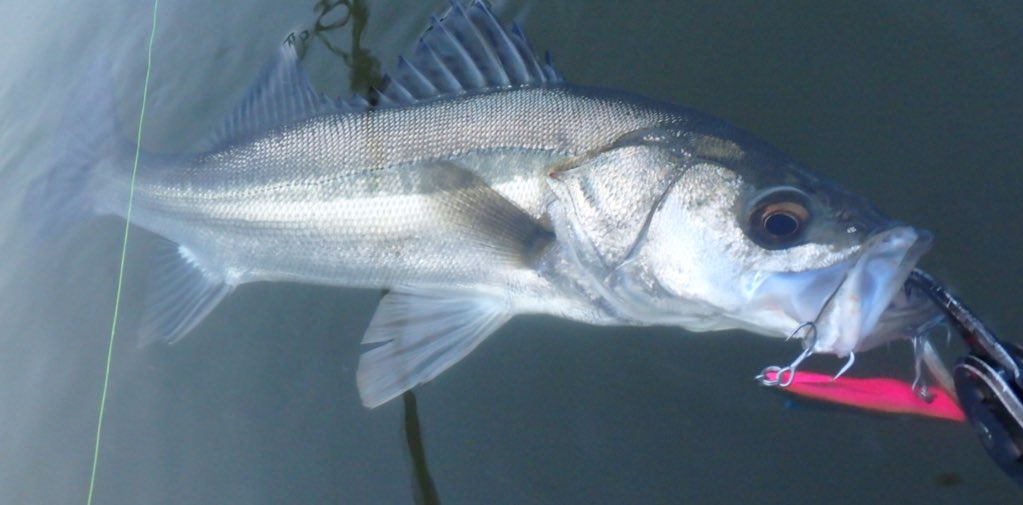 Taku_seabass24's tweet image. GW５日目は仲間と『利根川』のデイゲームへ！！

開始早々に「キックビート70」でキャッチした後は、全員安打‼︎(^O^)

その後連発するもバラシの連続💦

またリベンジします👍❗️
#fimoオリカラ
#リアルキッス