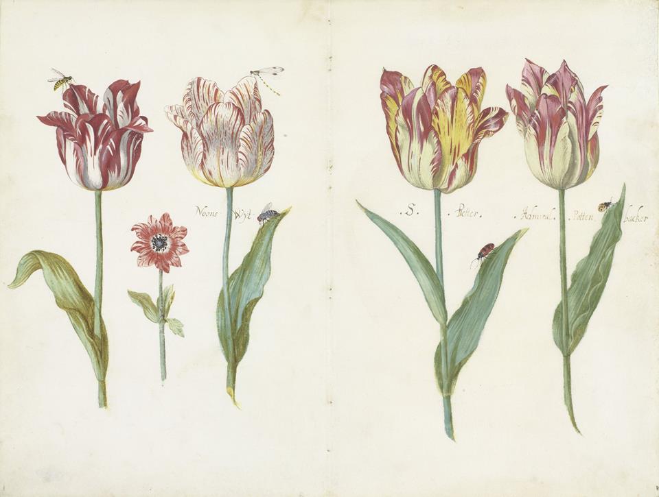 rijksmuseum's tweet photo. Enjoy the tulips in the Rijksmuseum Gardens! Marrel’s 17th century drawings were the inspiration for the design. In that time, especially the flamed and spotted tulips were beloved because every single one of them was unique. https://t.co/917VlMS7qQ https://t.co/Fe6fAkIroV