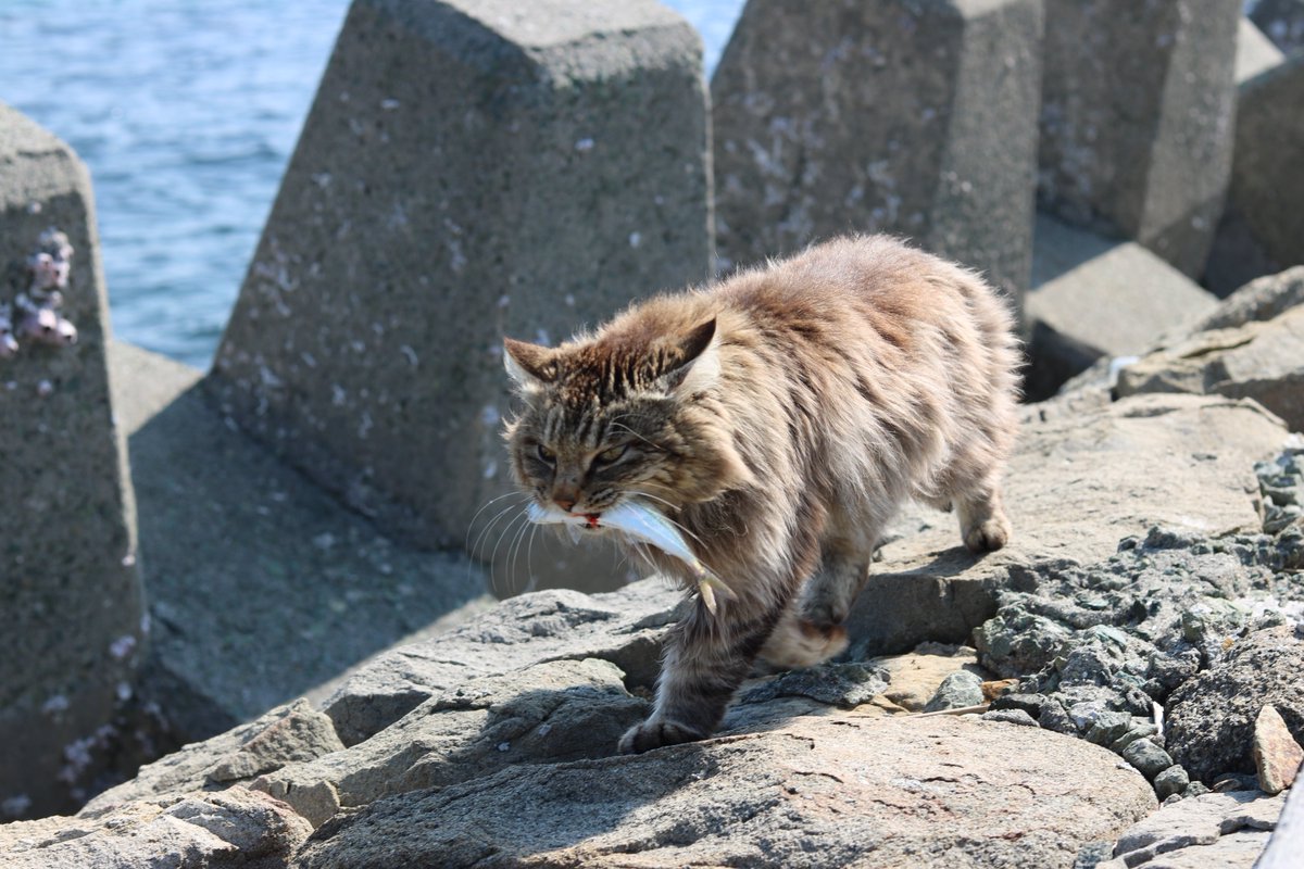 猫の島 青島 お魚をゲットしたモフモフ猫 釣り人から大きな魚をもらった猫です 意気揚々と歩いています 他の猫に自慢をしています どうだ すごいだろう 猫の島 青島 お魚をゲットしたモフモフ猫 釣り人から大きな魚をもらった猫です 意気揚々と歩いています 他の猫に自慢をしています どうだ すごいだろう