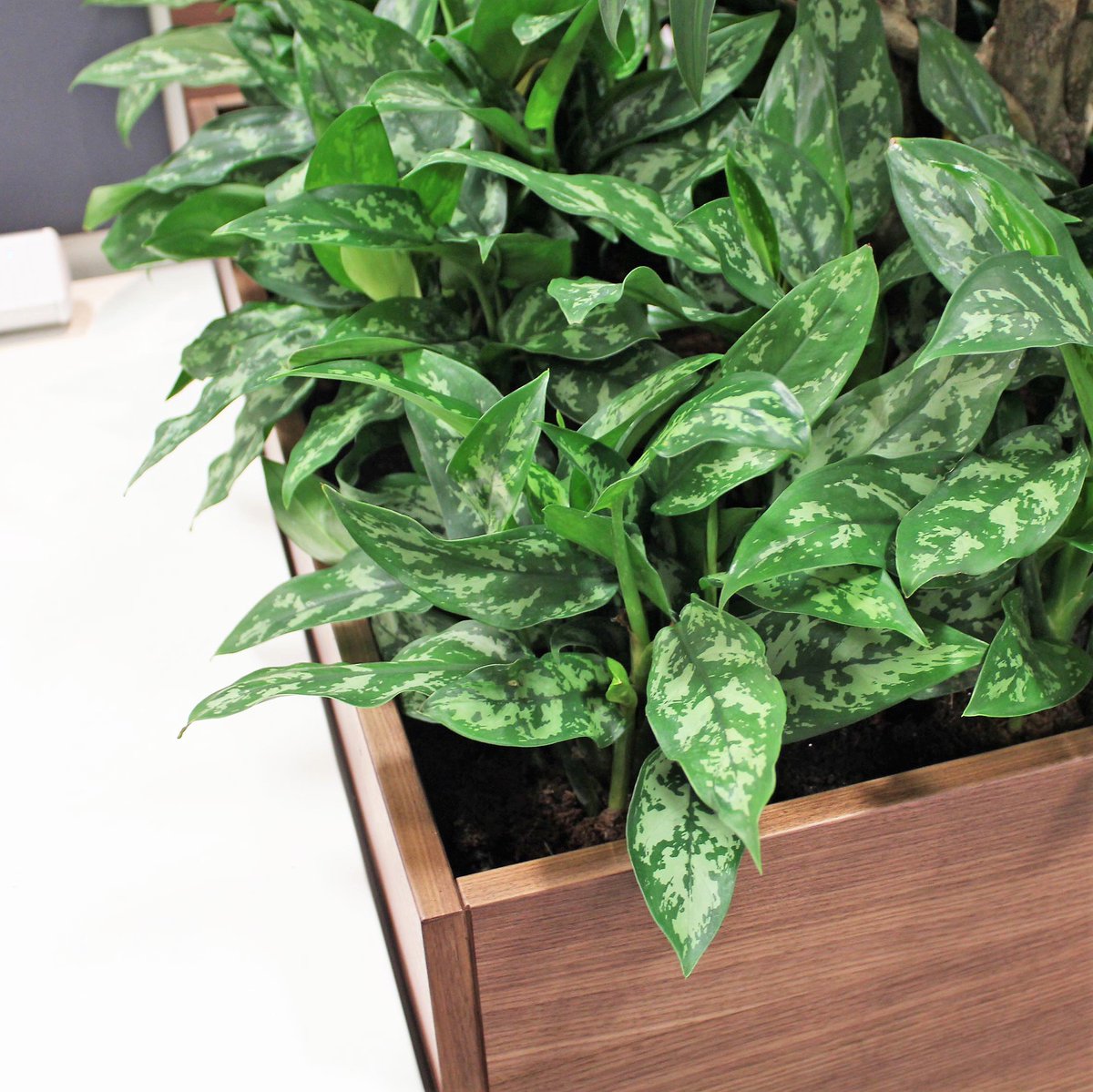 PlantDesignsLdn's tweet photo. Dusty, unhealthy plants can't do their job - so we make sure they're always at their best. https://t.co/CXytKbefNg https://t.co/aMRIM4lSYG