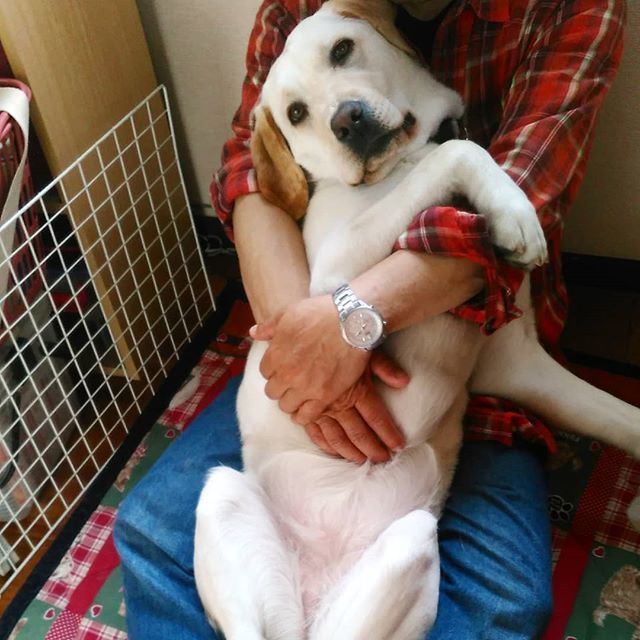 Uzivatel 犬と一緒に はじめてのパピーウォーカー Na Twitteru 今日のアマコちゃん 甘えん坊犬 抱っこ犬 おとうさん大好き ずっと 抱っこがいいの 子犬 生後12ヶ月 盲導犬パピーウォーカー ラブラドールレトリバー T Co F8yj5rwss9 Uzivatel 犬と一緒に はじめてのパピーウォーカー Na Twitteru 今日のアマコちゃん 甘えん坊犬 抱っこ犬 おとうさん大好き ずっと 抱っこがいいの 子犬 生後12ヶ月 盲導犬パピーウォーカー ラブラドールレトリバー T Co F8yj5rwss9